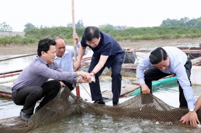 Chuyên gia quốc tế sẽ báo cáo trực tiếp Thủ tướng nguyên nhân cá chết